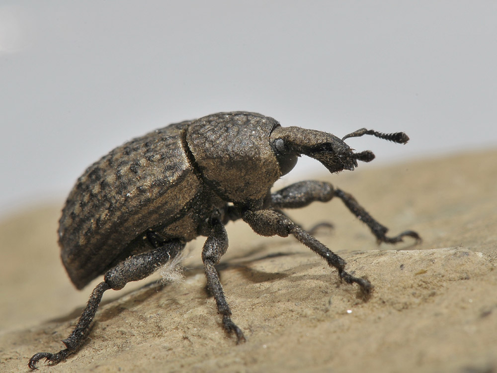 Curculionide da identificare - Minyops cf. variolosus